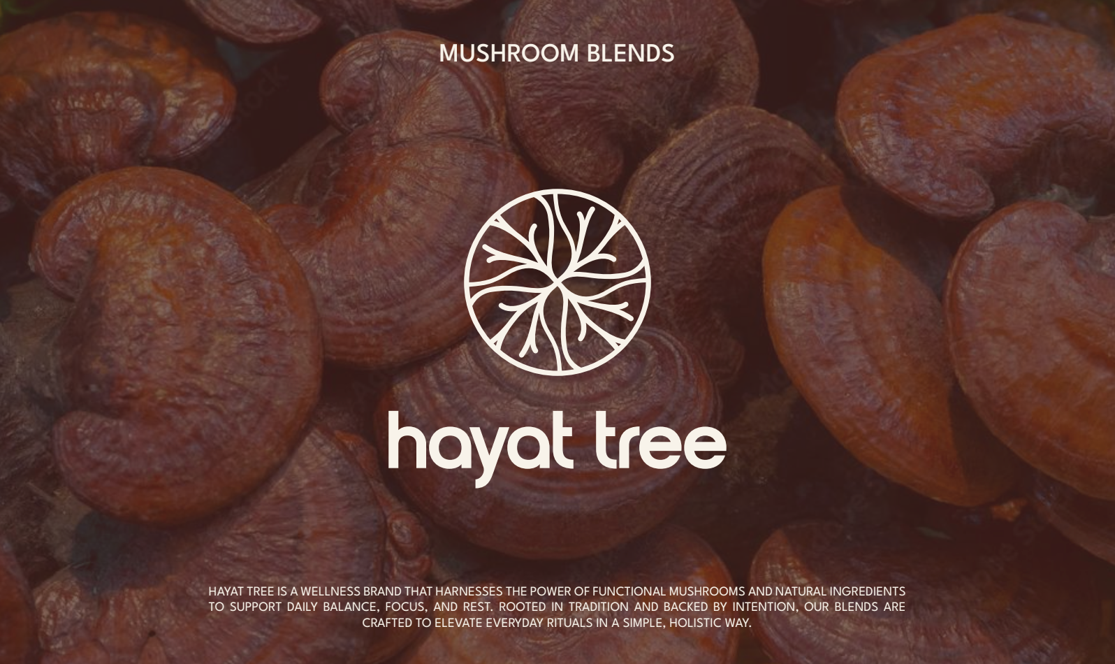 How We Use Lion’s Mane at Hayat Tree