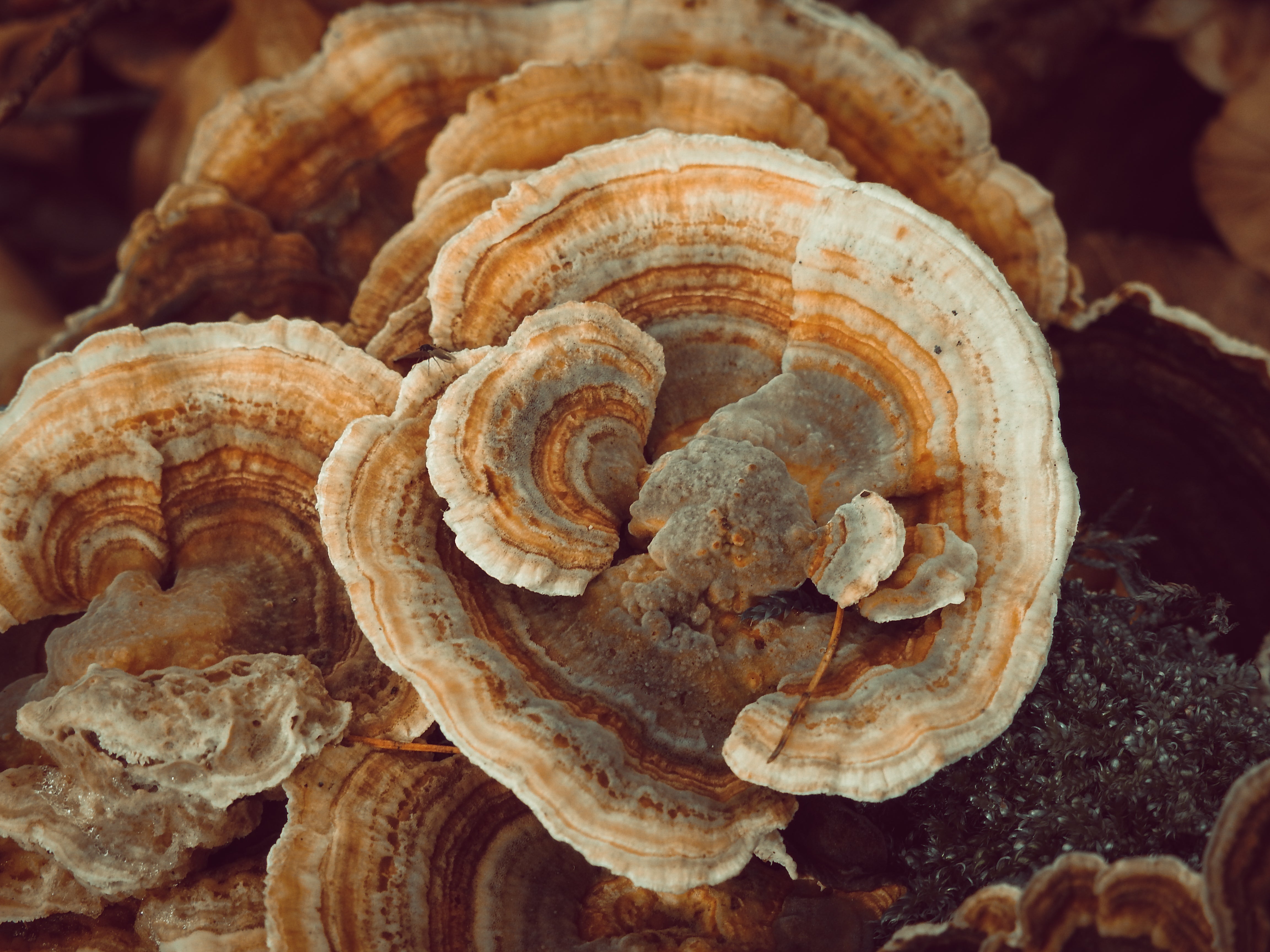 How Does Turkey Tail Work?