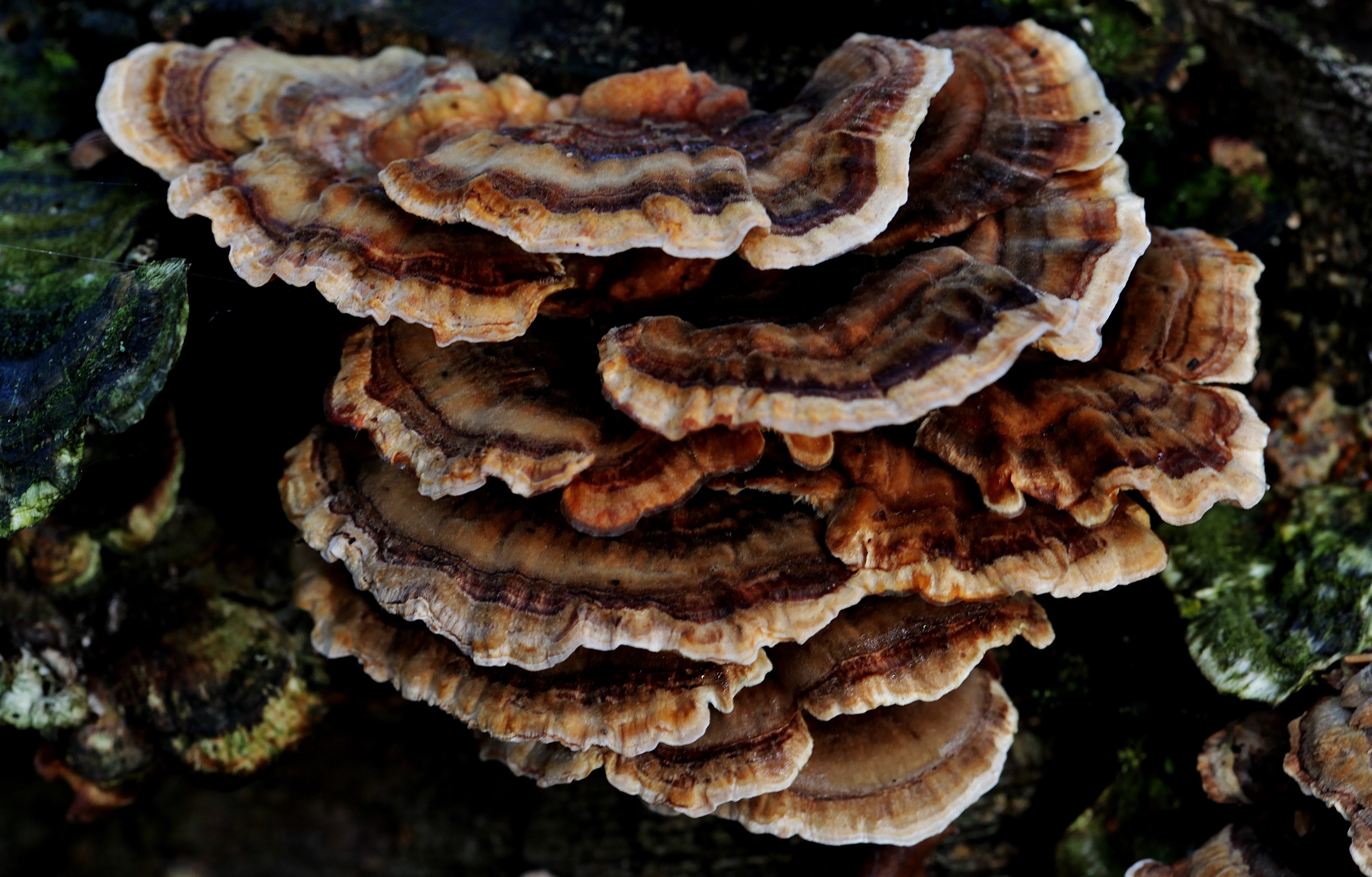 Key Health Benefits of Turkey Tail