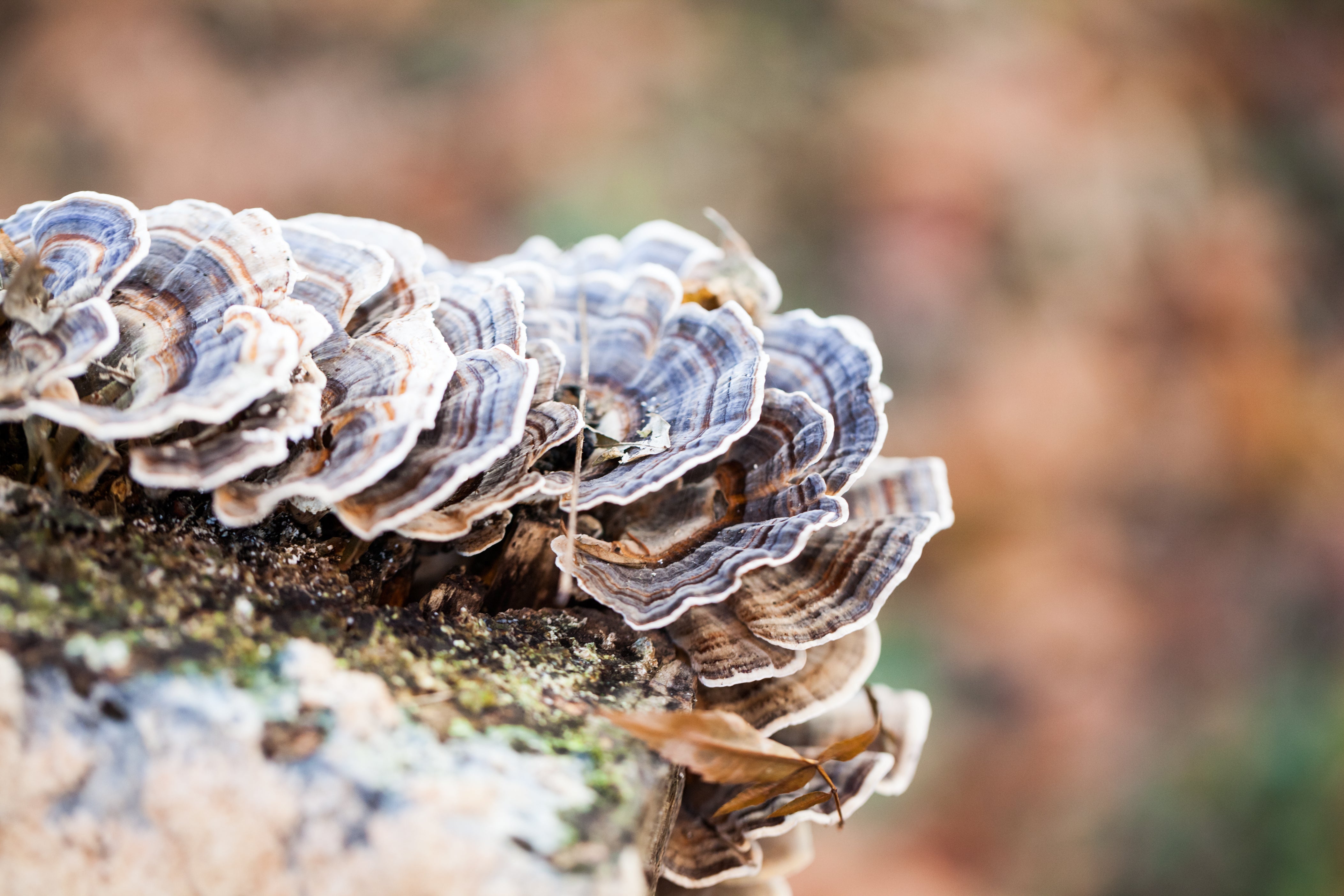 What Is Turkey Tail?