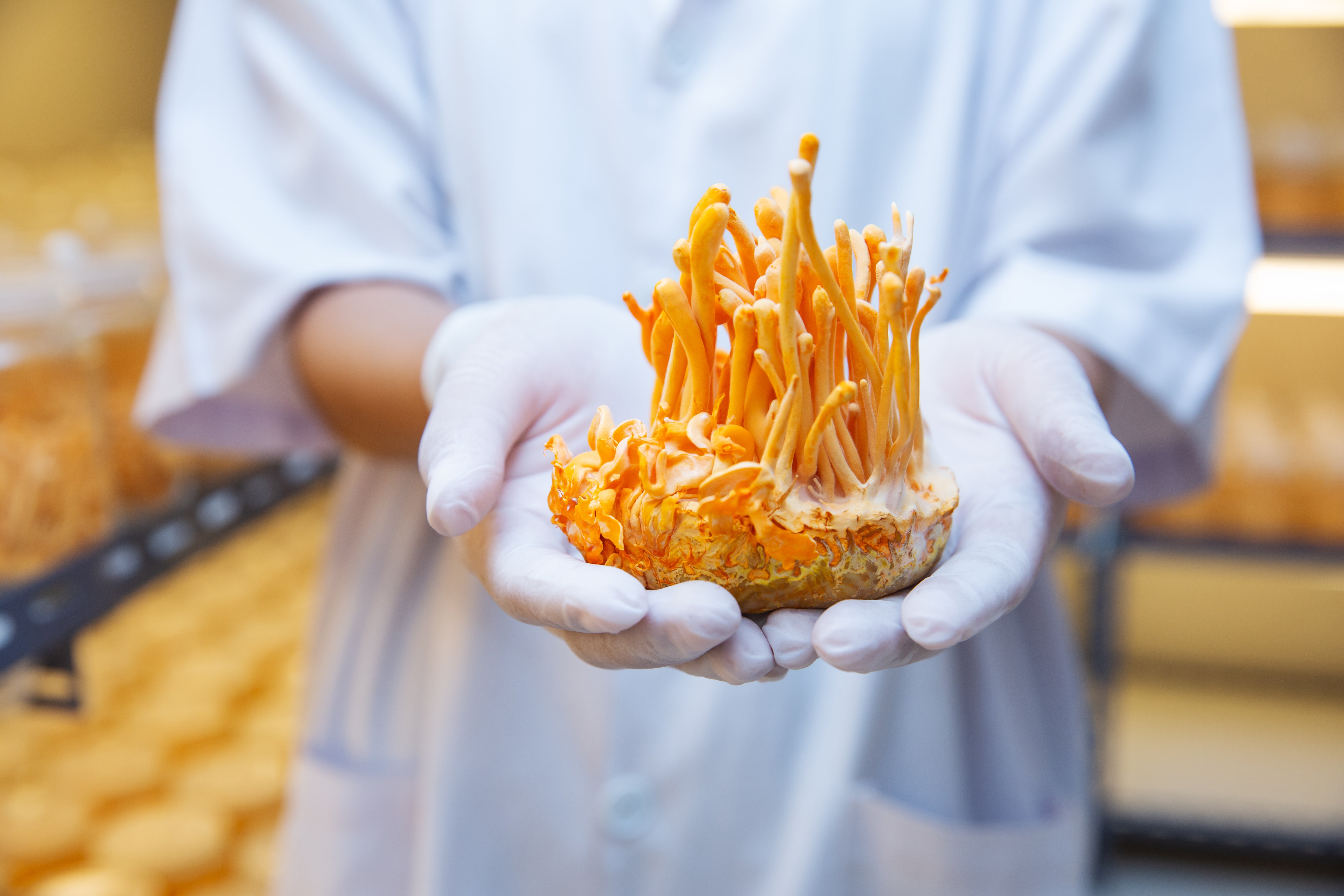 Who Should Use Cordyceps?