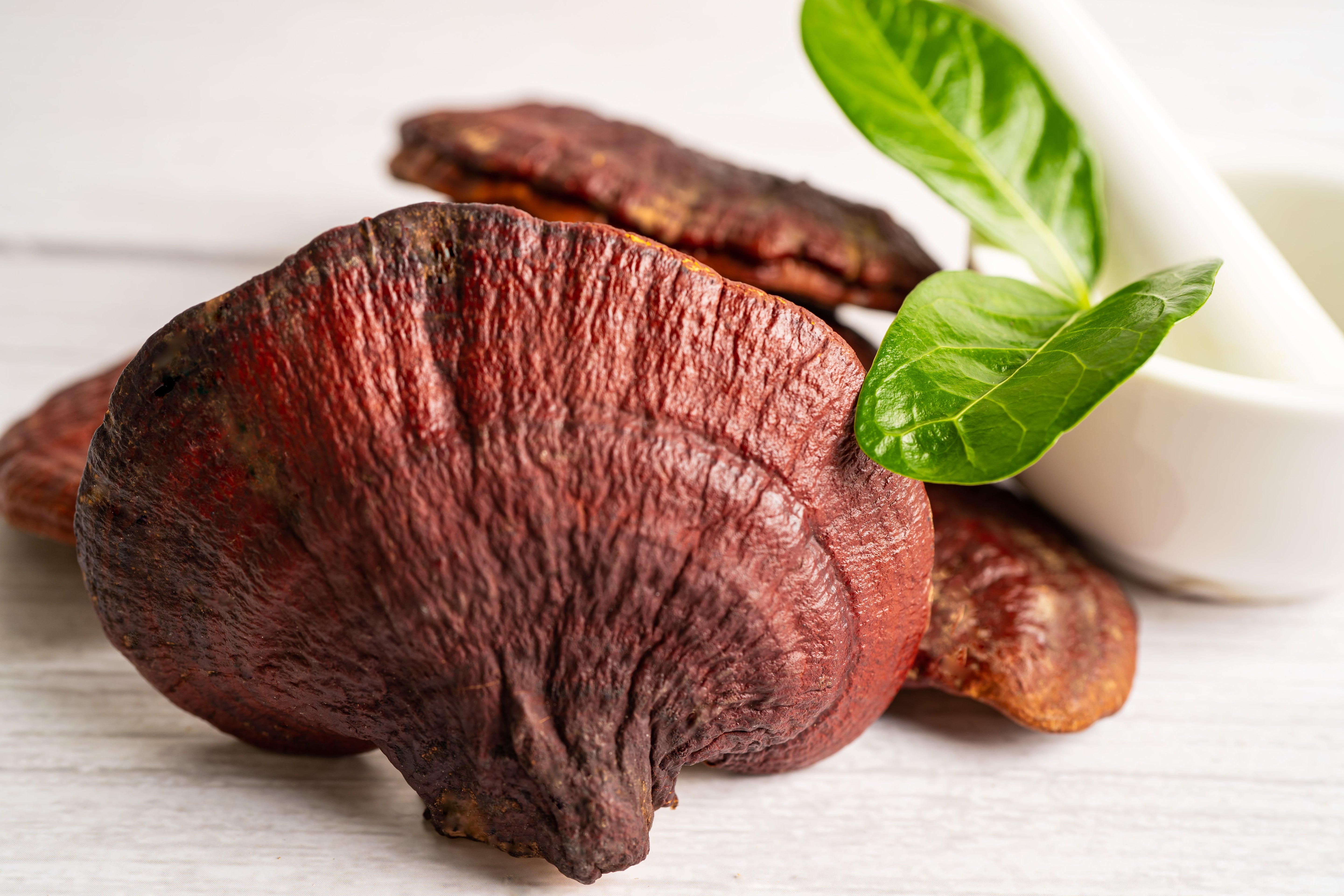 Who Should Use Red Reishi?