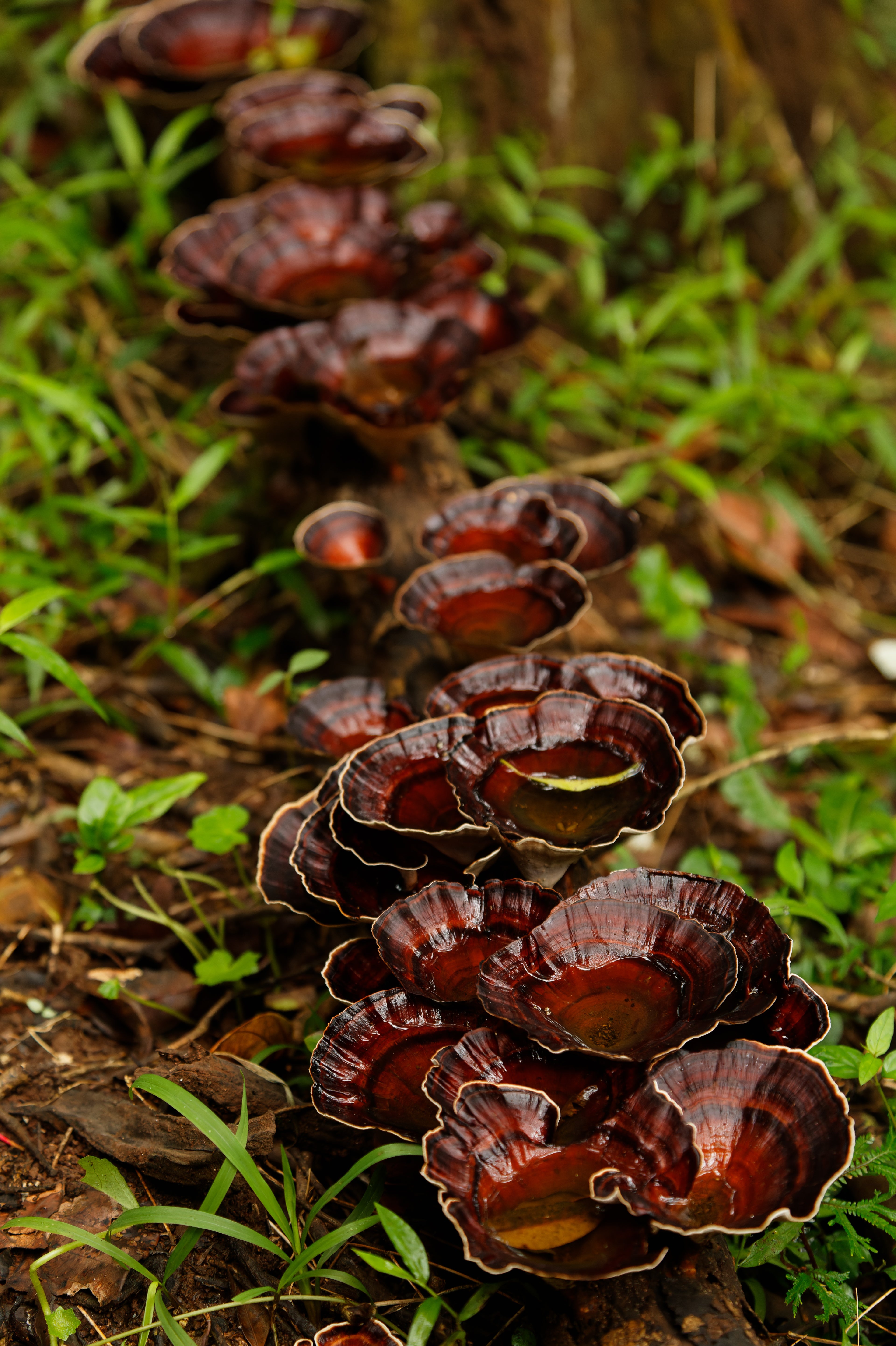 Red Reishi: The Ultimate Mushroom for Calm, Immunity, and Longevity