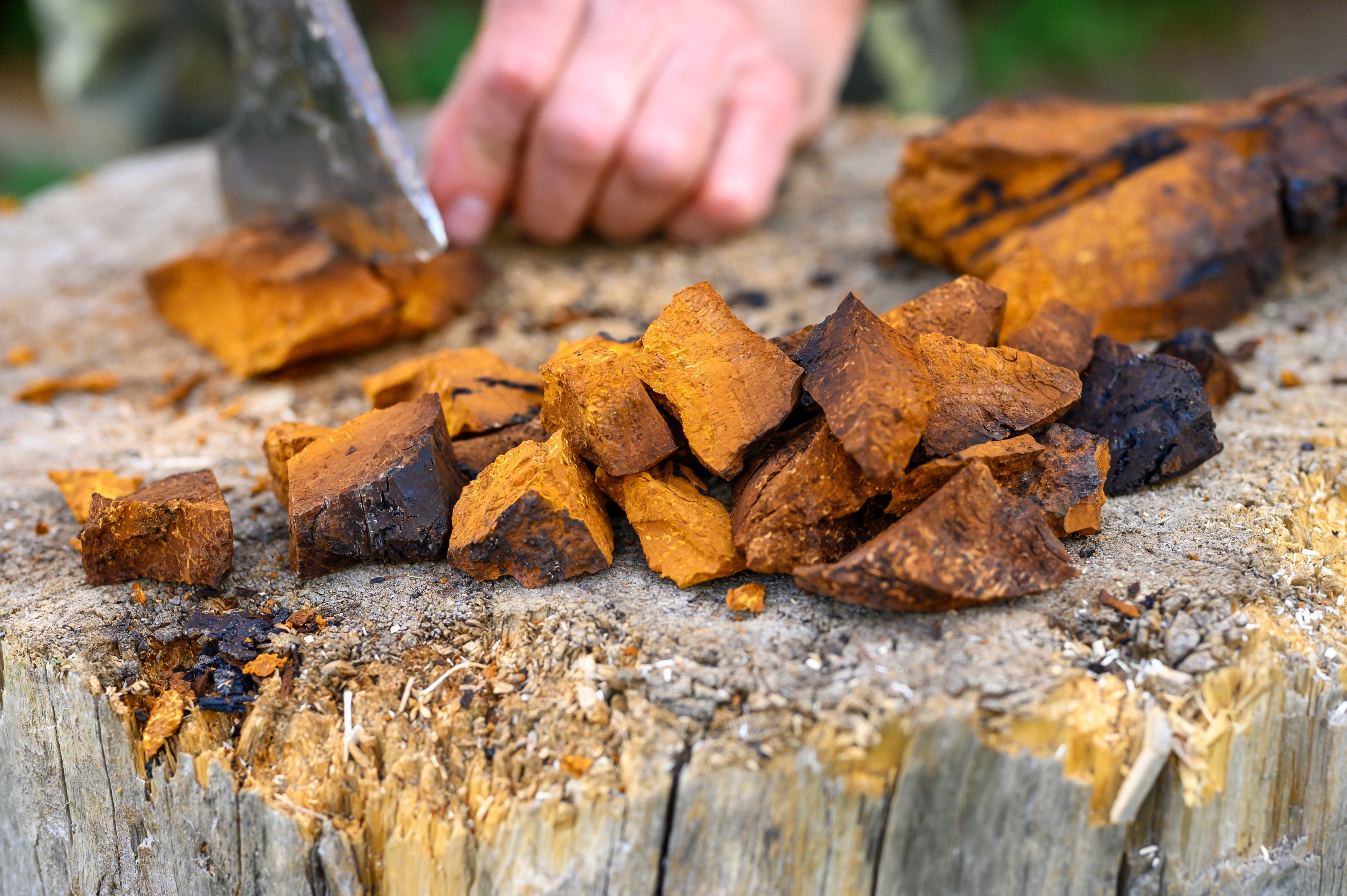Who Should Use Chaga?