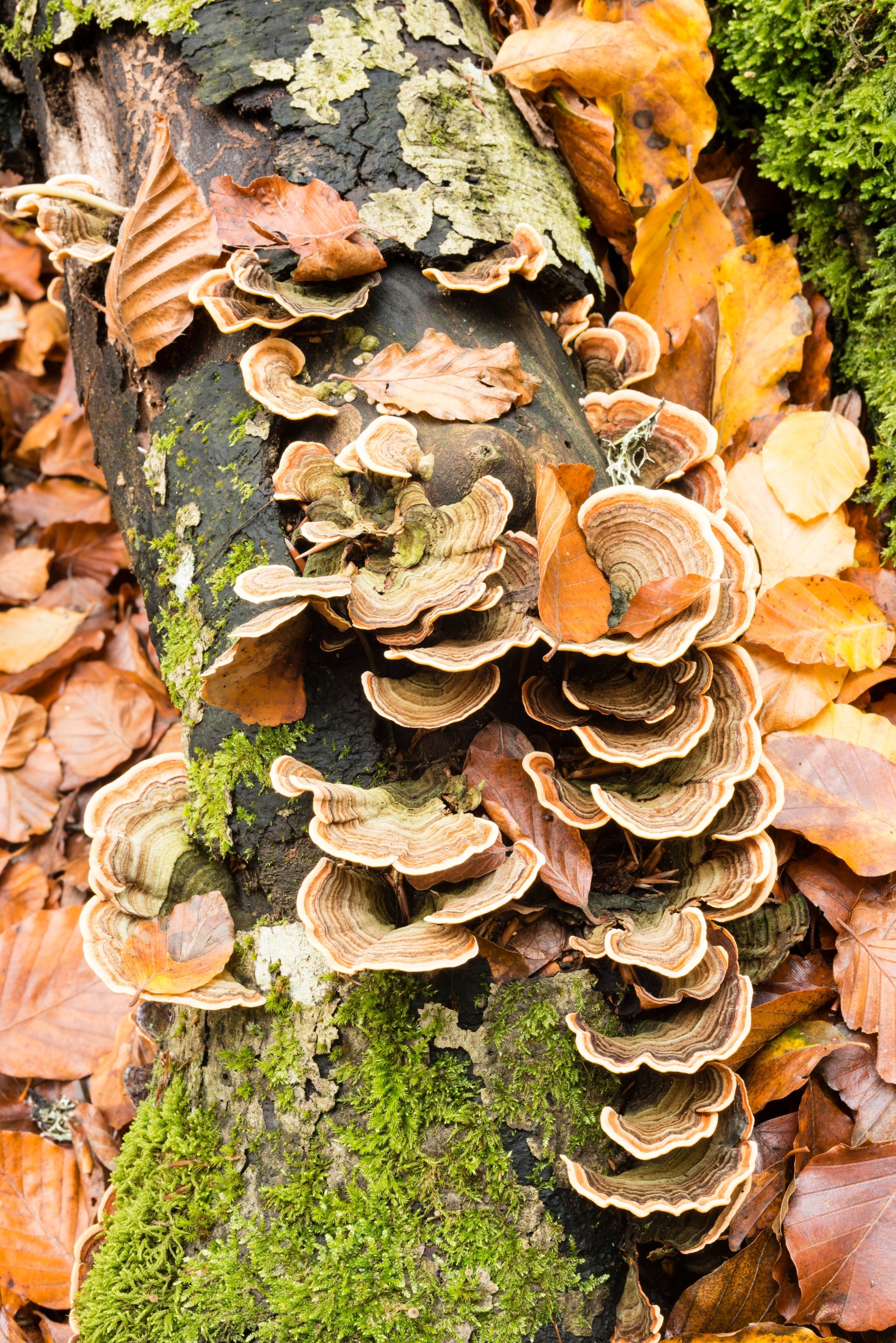 Turkey Tail: Gut Health, Immunity &amp; Cellular Protection in One Powerful Mushroom
