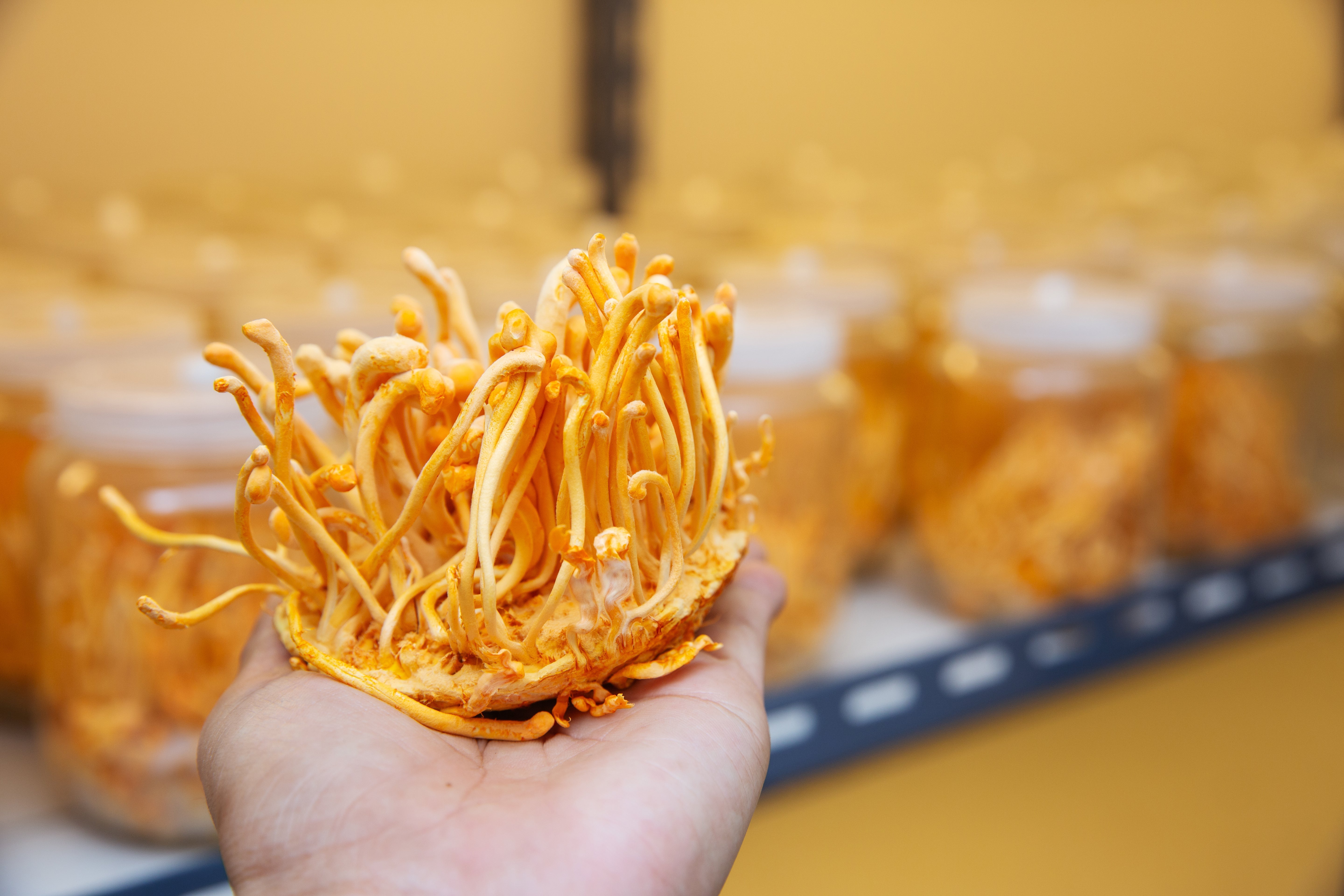 Cordyceps: Nature’s Secret to Energy, Endurance, and Vitality