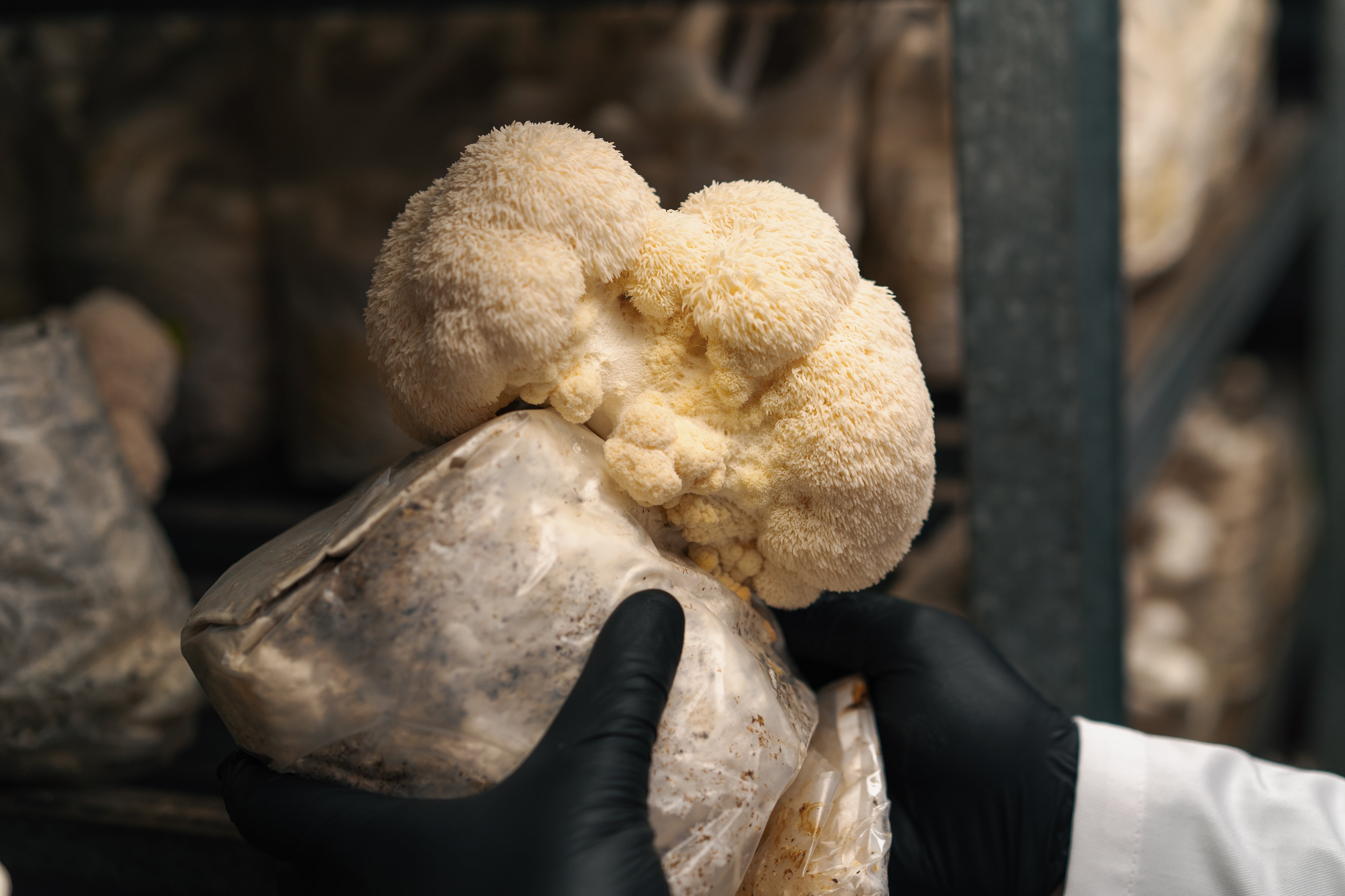 How Does Lion’s Mane Work?