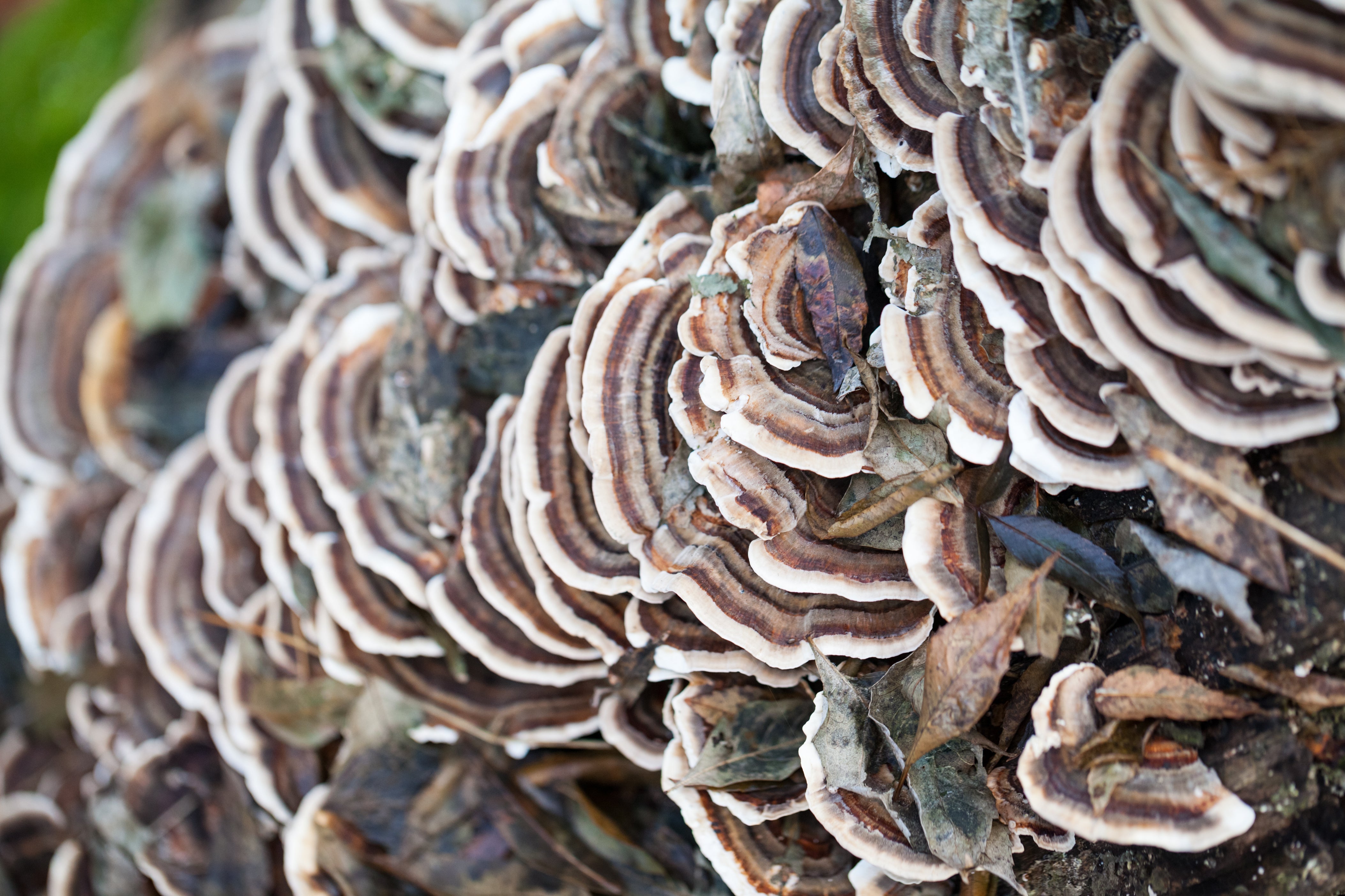 Who Should Use Turkey Tail?