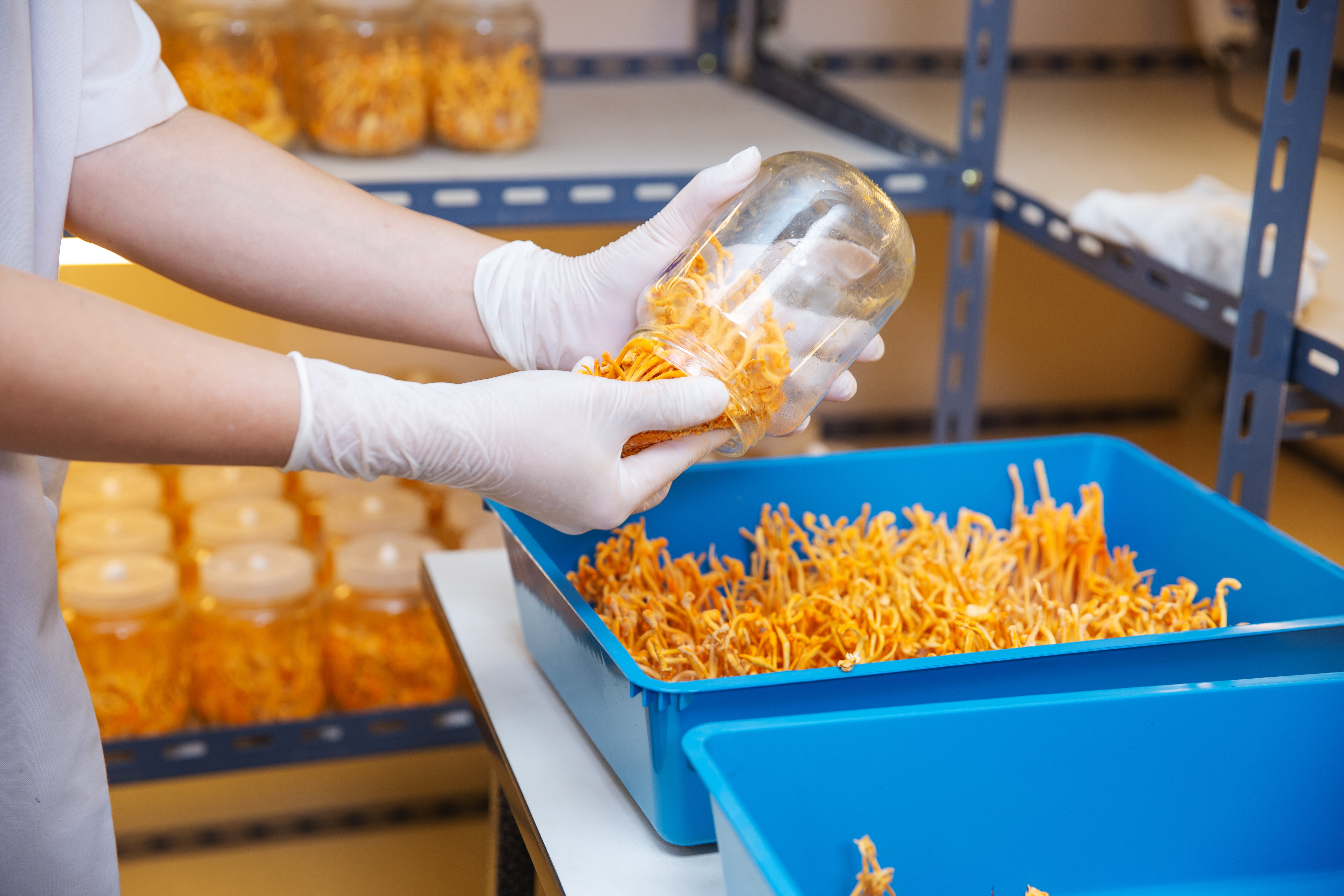 How Does Cordyceps Work?