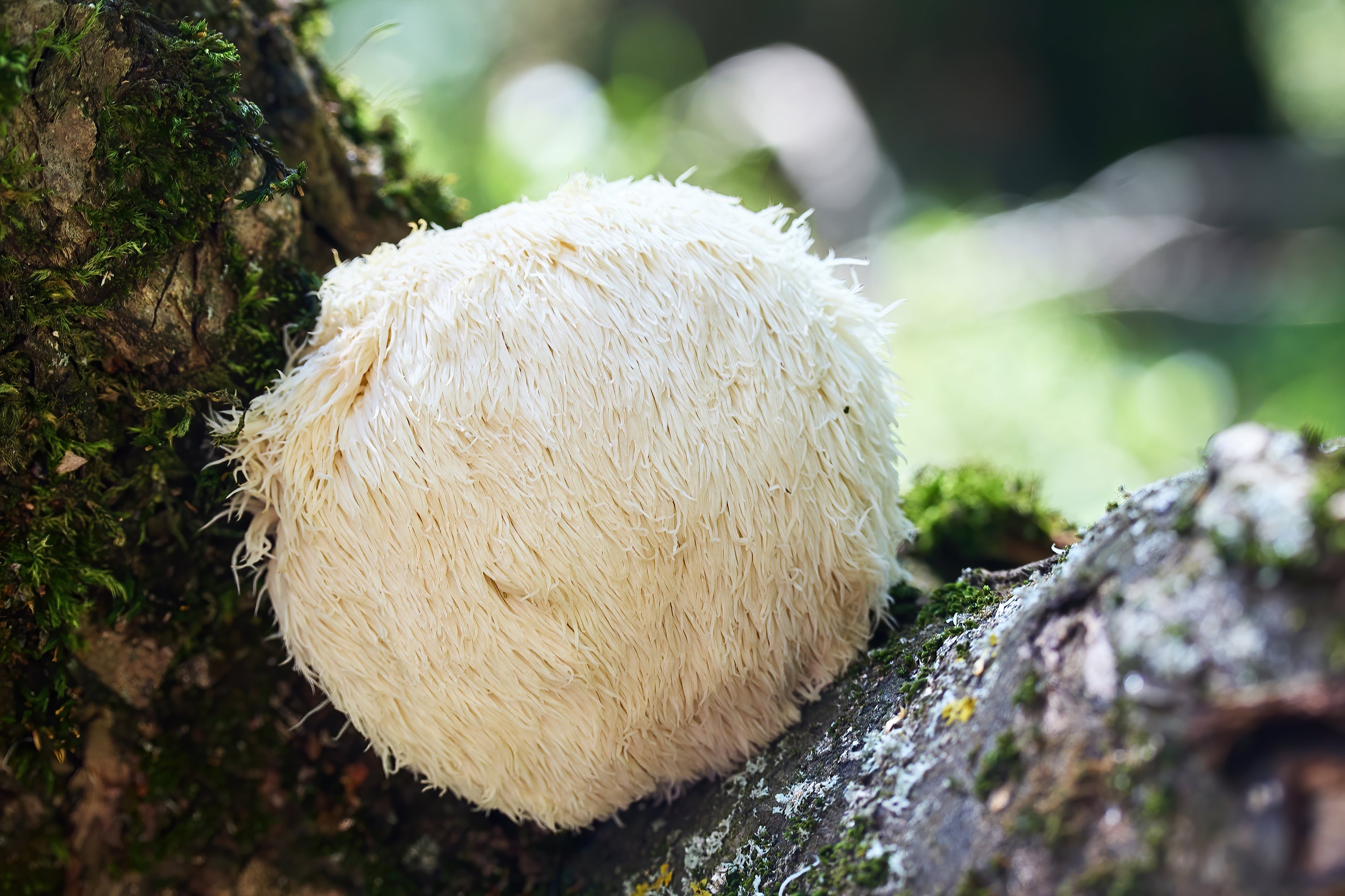 What Is Lion’s Mane?