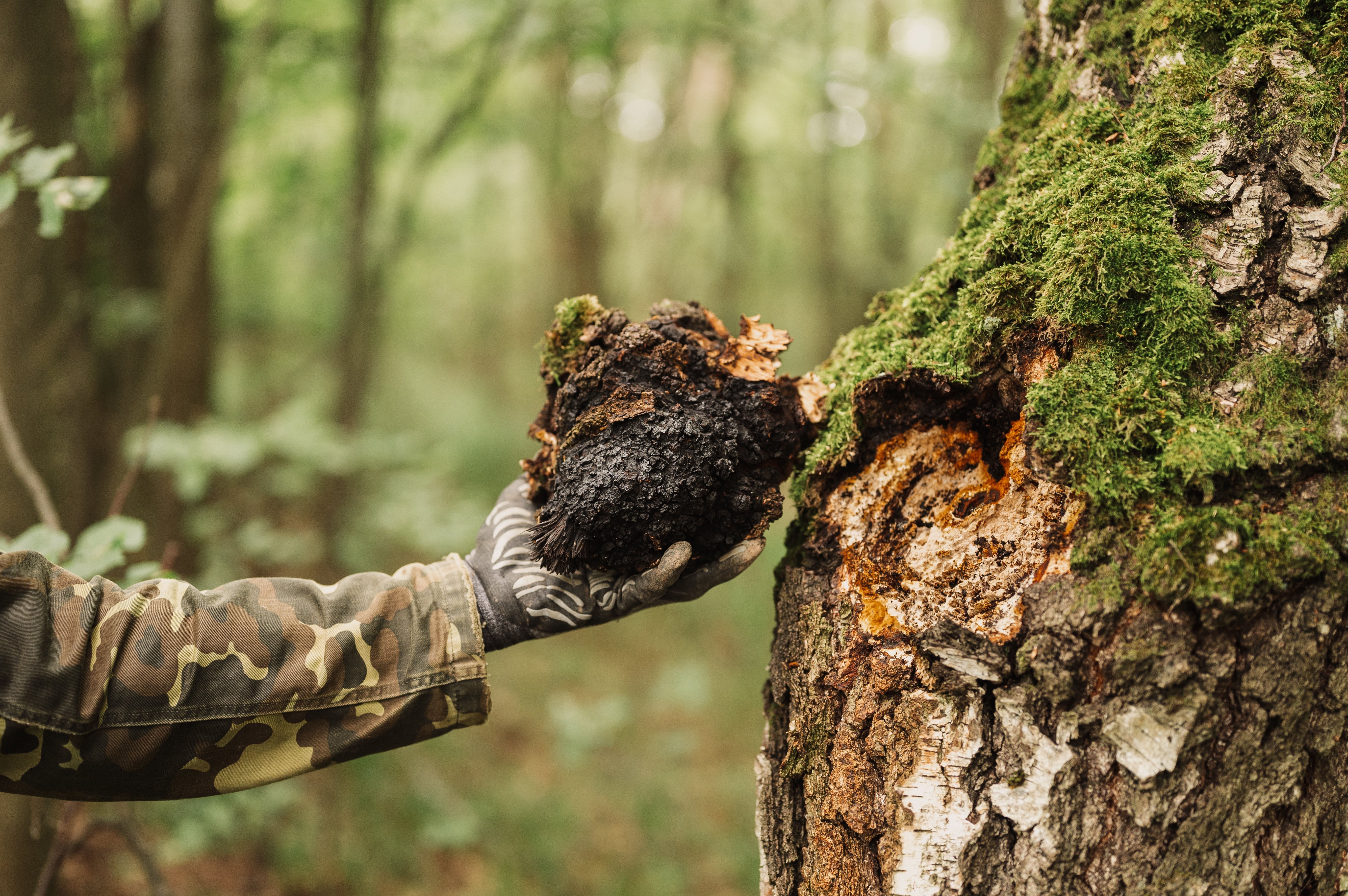 What Is Chaga?