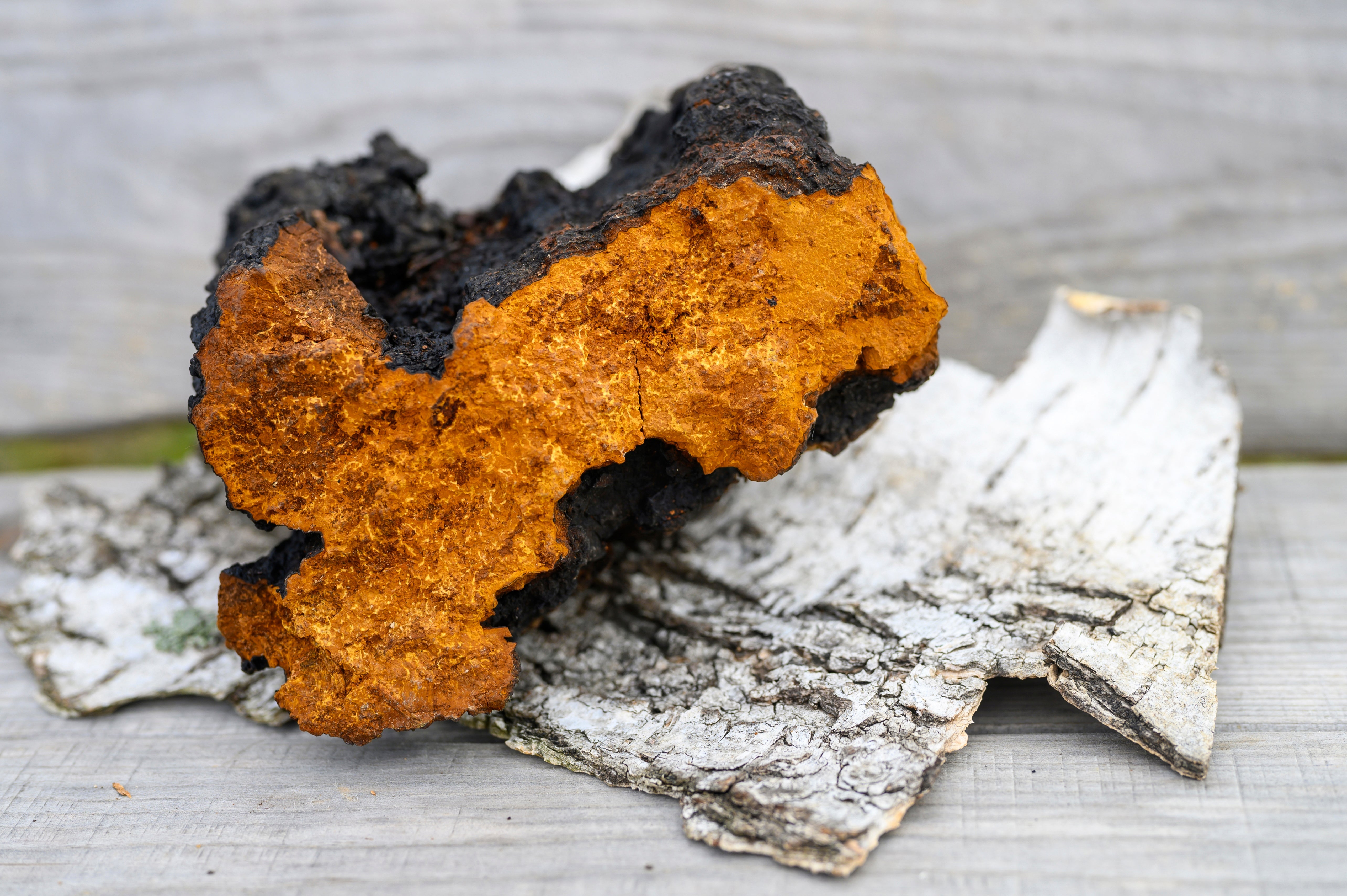 Key Health Benefits of Chaga